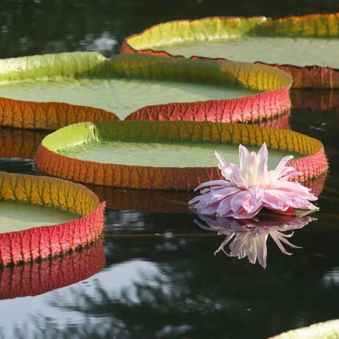 生如夏花