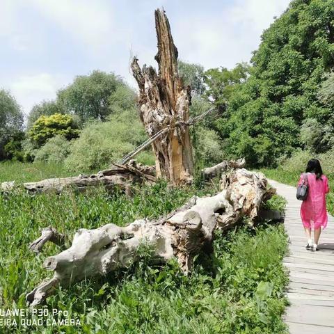 2021年5月难忘的新疆行之七：天山神木园