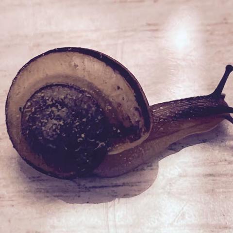 软萌蜗牛观察日记