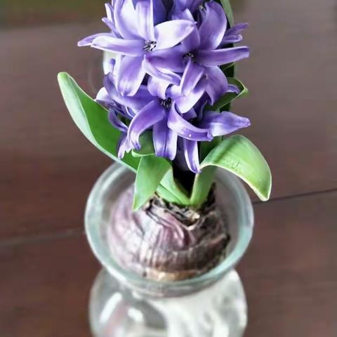 我家的小“客人”—风信子姐妹