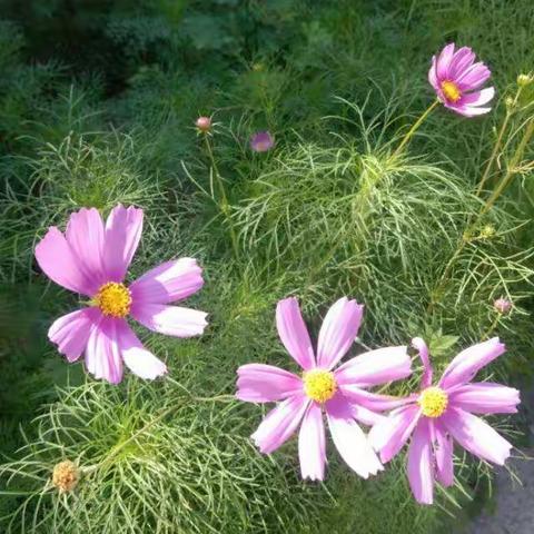 鮮花盛開