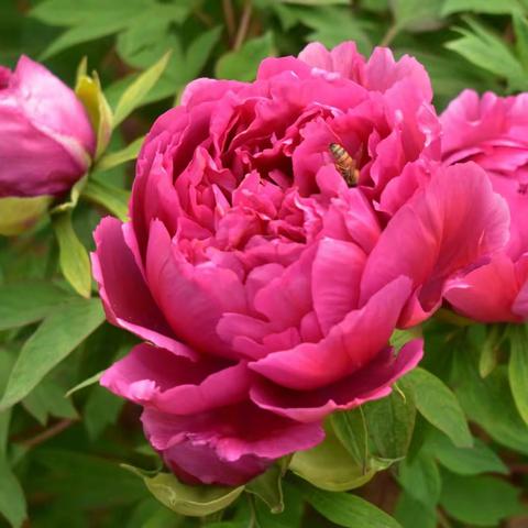 国色天香  花开富贵