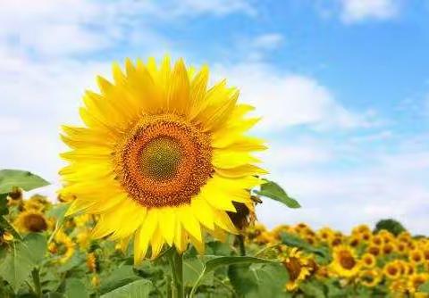 研学、交流、提升，静待教育花开——洛龙区第七实验学校