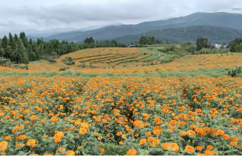 新乐社区【助力乡村振兴】种下一片菊，开出致富花！