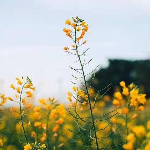 南堡开发区第二小学开学致家长一封信