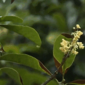 落叶知秋  慈母情深  ——五年级语文组朱萍老师公开课