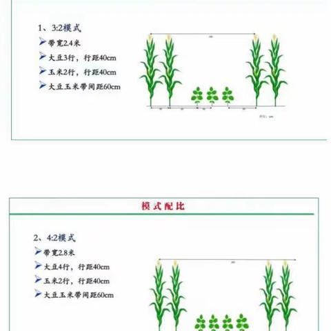 抓技术、提产能——红安村开展大豆—玉米复合种植现场培训会。