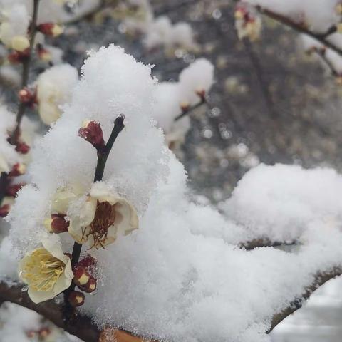 踏雪寻梅