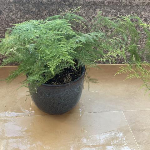 文竹“变形记”