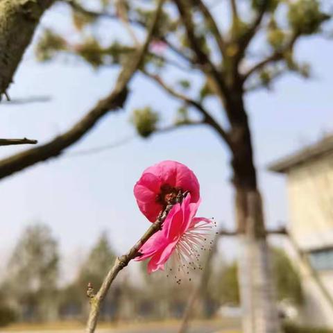 春的姿态