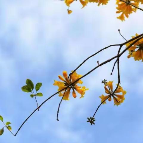 不负韶华，不负春！———停课不停学 成长不延期