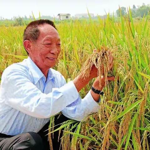 纪念袁隆平先生