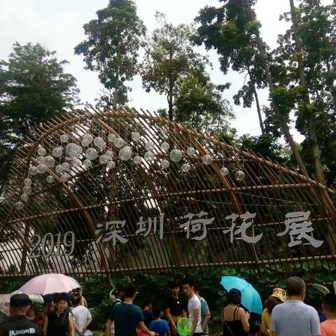 又是一年赏荷时