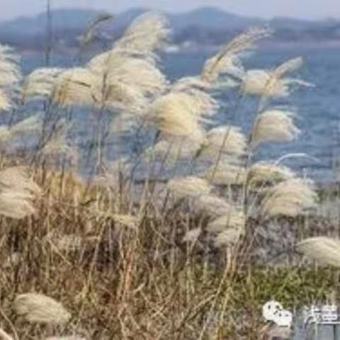 大雪节与芦苇对白