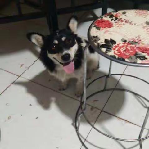 我家的小皮皮！！！