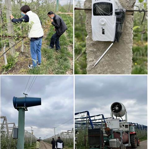 农气中心赴淳化红果园区评估苹果花期冻害防御效果