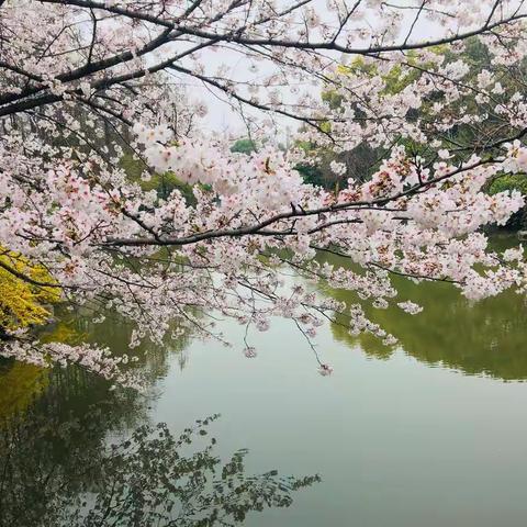 植物园的春、夏、秋、冬