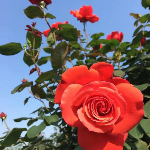 2018·五月～月季（上海植物园）