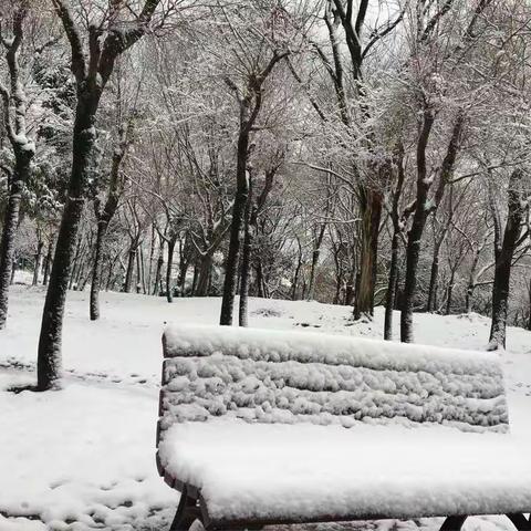 2018初雪·上海植物园
