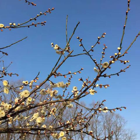 2018咏梅·上海植物园