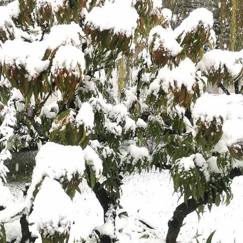 瑞雪迎风兆丰年