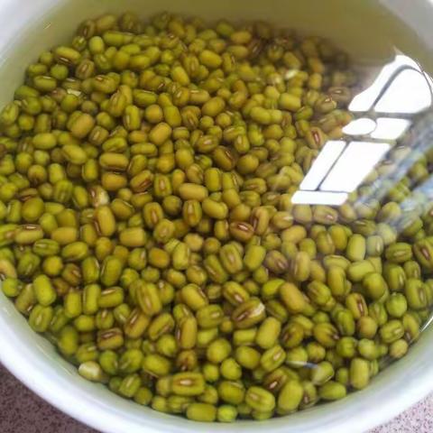 小豆芽成长记