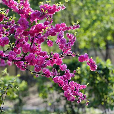 留住春天/太阳岛