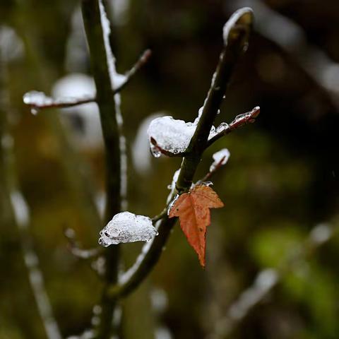 雪似梅花，梅花似雪，似和不似都奇绝。