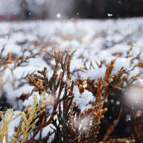 早春飞雪育芳华