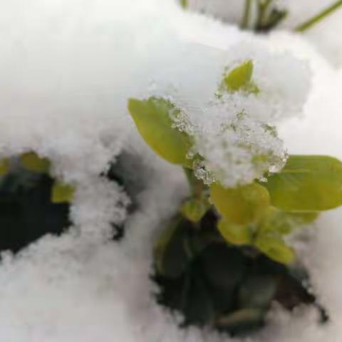 2018.2.1雪景之二