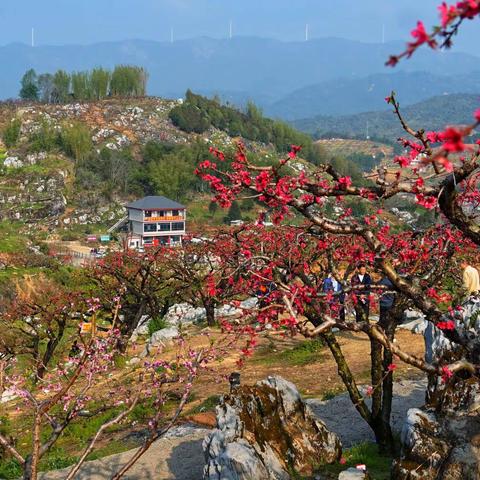 连平桃花开