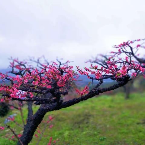 桃花浅深处，似匀深浅妆。