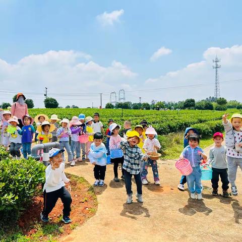 研学“趣”采茶！