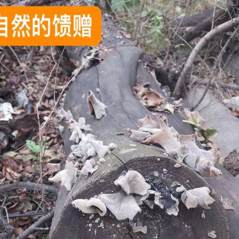 【初375班 张博超】庆丰收 促和美