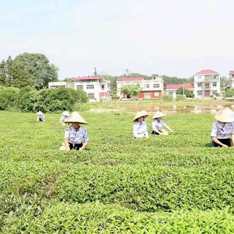 山水武宁 茶韵飘香2023首届茶文化旅游节（续）