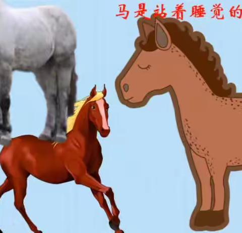 幼儿园中班科学《动物睡觉》