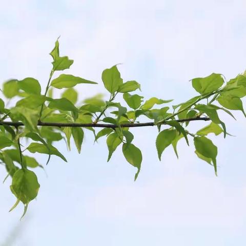 三月，跑到我们的眼里了