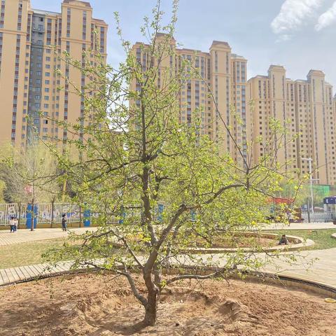 【民族团结宣传月】活力满满，快乐无限——伊金霍洛旗金湖幼儿园中班特色二班