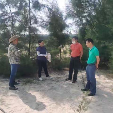 市林业局陈云峰副局长带队到美兰区调研沿海防护林建设情况