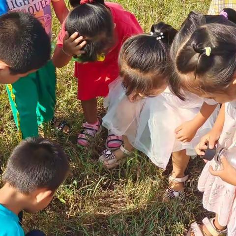 《初秋里的邂逅--蚂蚱》——田家峪幼儿园自然生成课活动