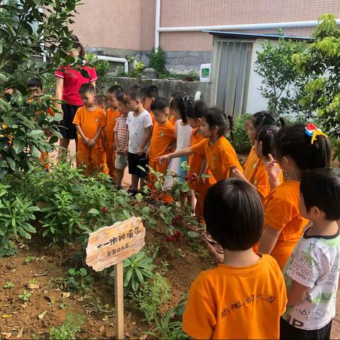 播种希望，收获快乐--新徽乐贝儿幼儿园植物园篇