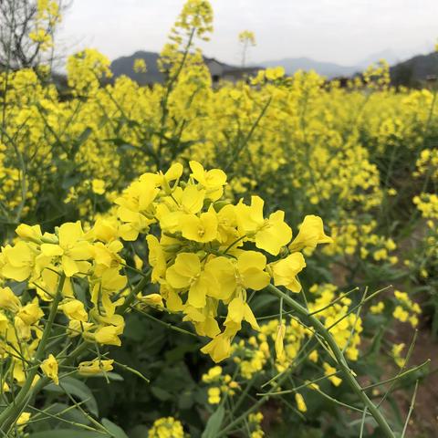 2021年女神节（热爱生活的老女孩们）