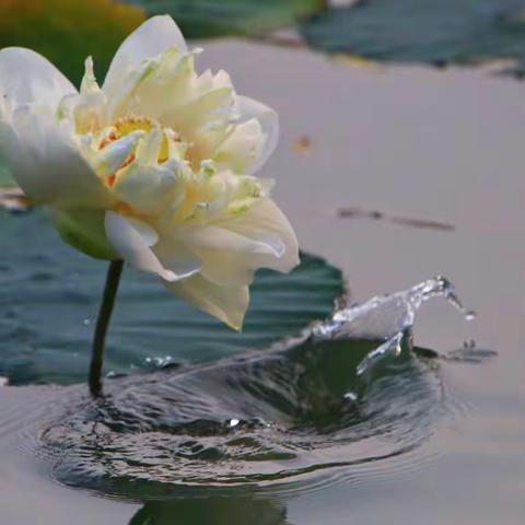 鱼🐟吃荷花！那是谣传....