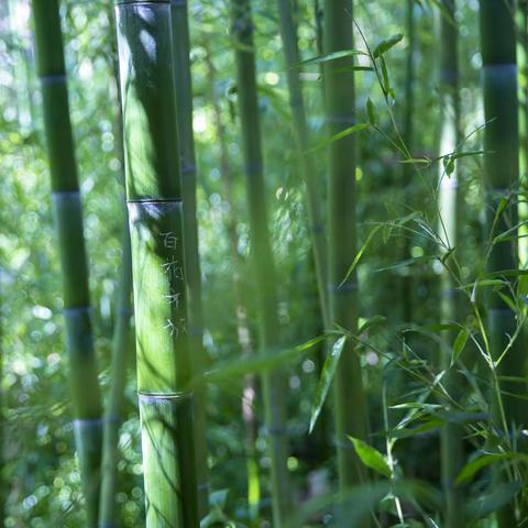 青翠欲滴   竹林听鱼