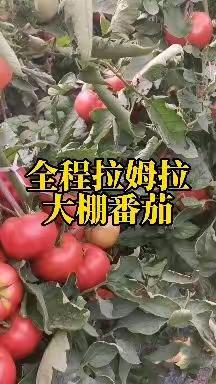 番茄、辣子高产秘诀