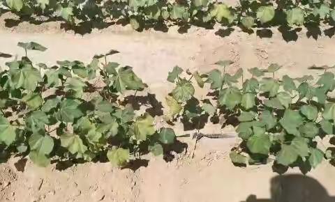 一款真正让老百姓受益的产品——安碧解