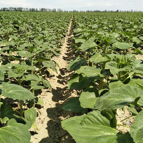 食葵7月份管理要点