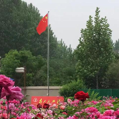 又是月季花红时