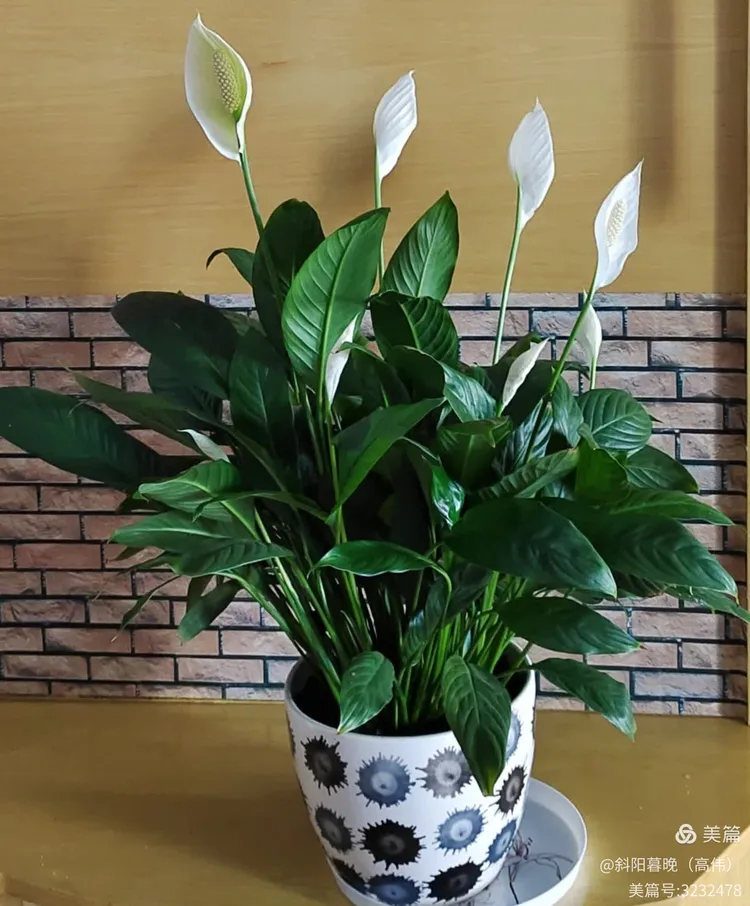 白掌的花为什么会变绿