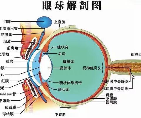 假性近视知多少？